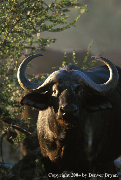 Cape Buffalo in habitat.