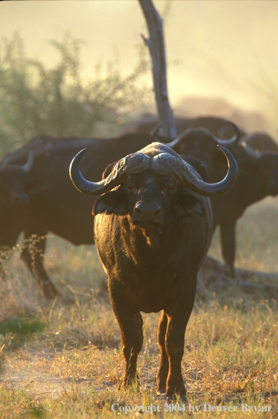 Herd of Cape Buffalo in habitat.