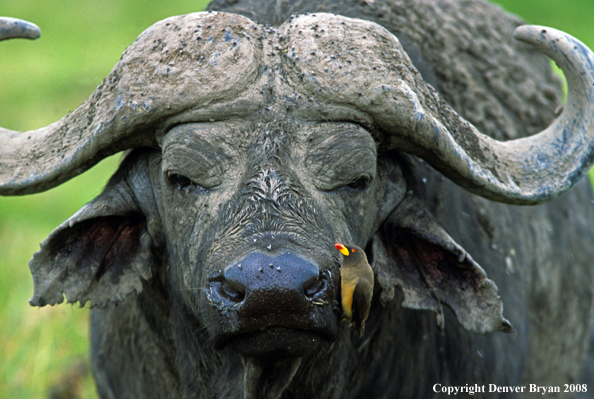 Cape Buffalo in habitat