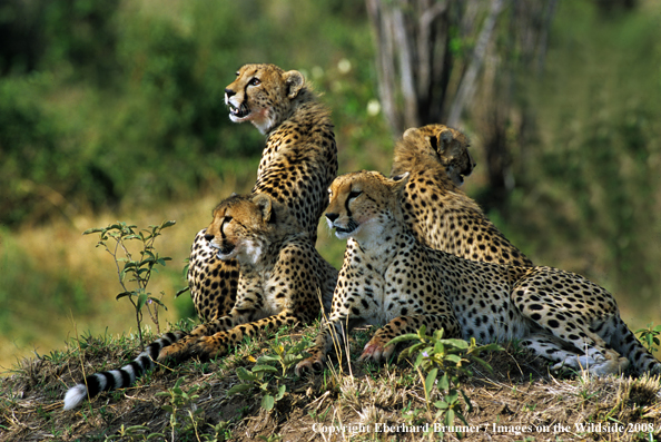 Cheetah with young