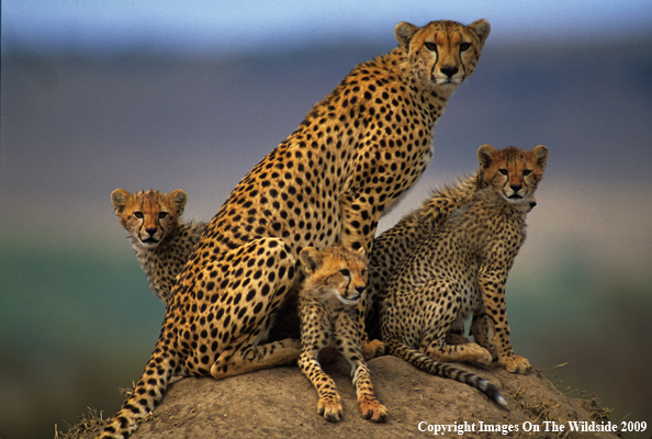 Cheetah with her Young