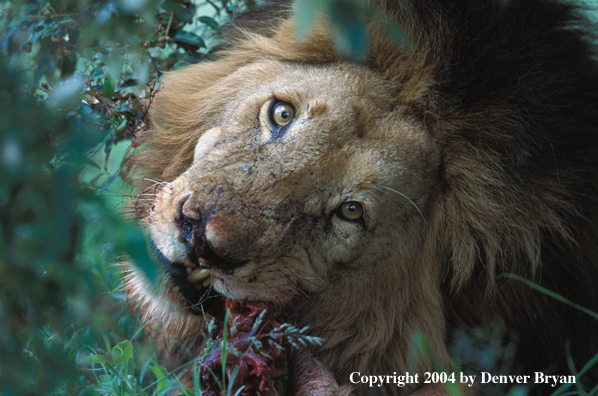 Male African lion feeding. Africa