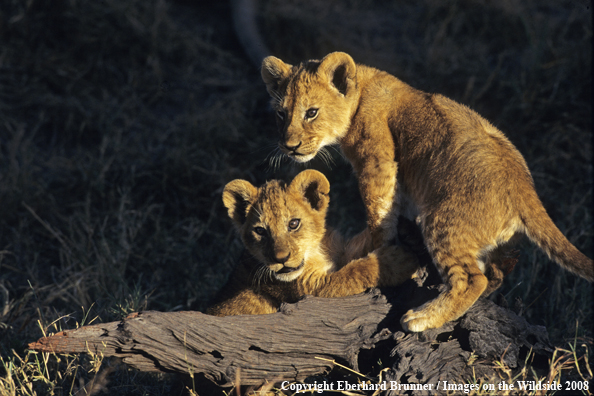 African Lion Cubs