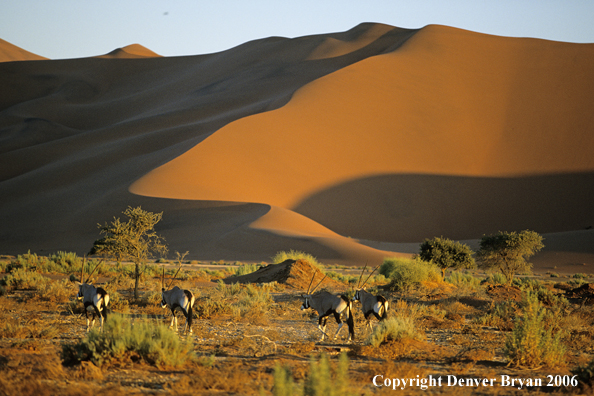 African Oryx in desert.