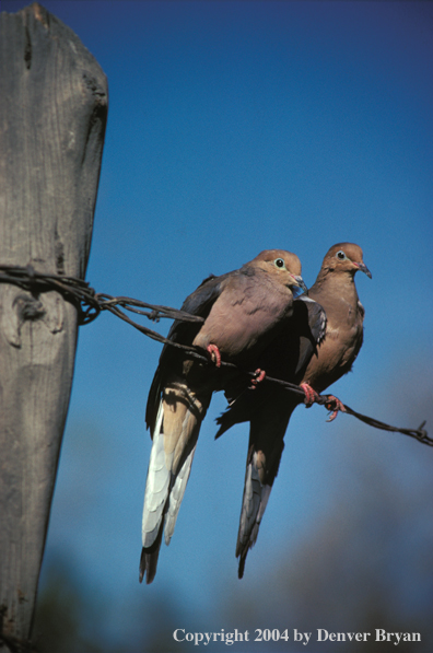 Mourning Doves on barbed wire