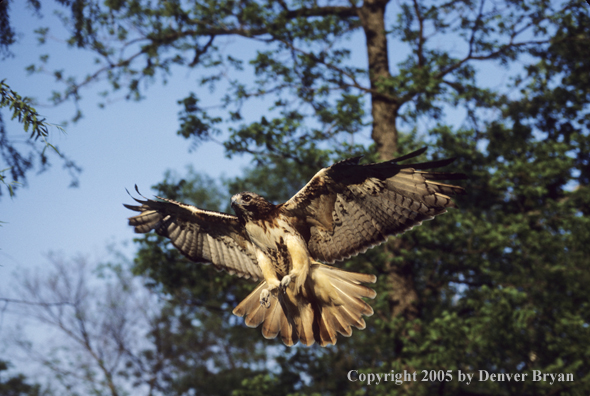 Red-tailed hawk in flight coming in for landing.