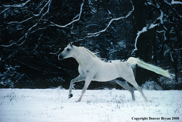 White Arabian Stallion