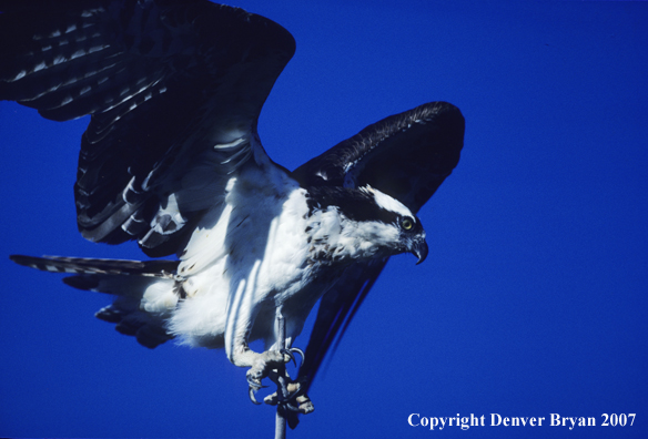 Osprey perched on treetop branch.
