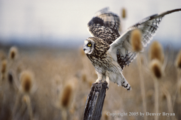 Short-eared owl taking flight from fence post.