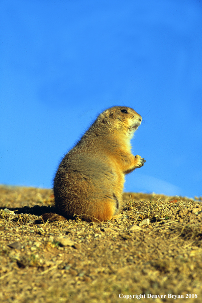 Prairie Dog in habitat