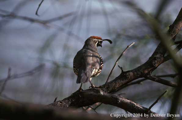 Gamble's Quail.