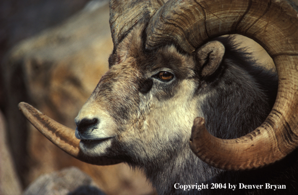 Bighorn sheep in habitat (close up).