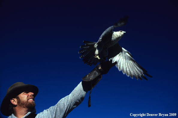 Falconer casting Gyr Falcon
