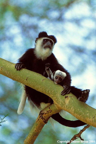 Abyssinian black and white colobus.