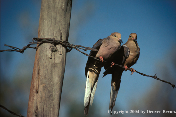 Mourning Doves on barbed wire