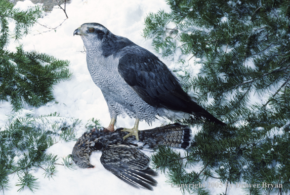 Goshawk on ruffed grouse kill.