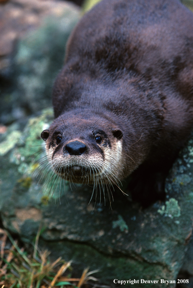 River Otter in habitat