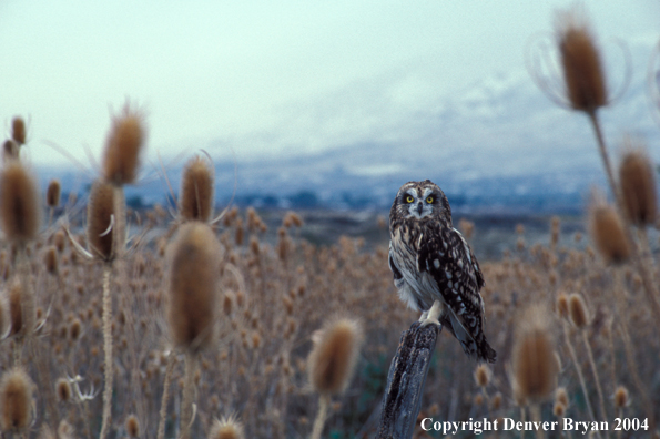 Short-eared owl.