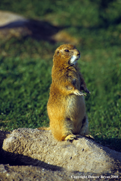 Prairie Dog in habitat