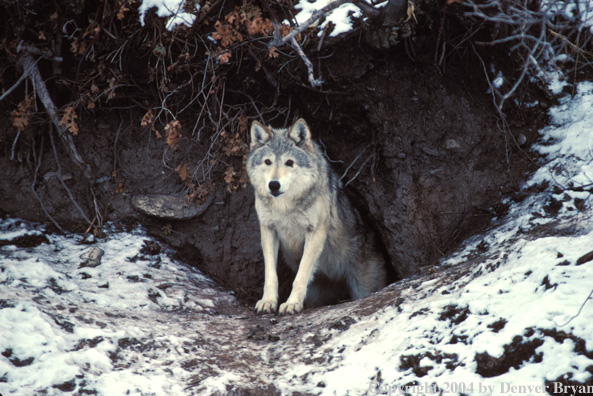 Gray wolf in habitat.