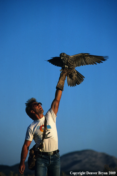 Falconer casting Gyr Falcon