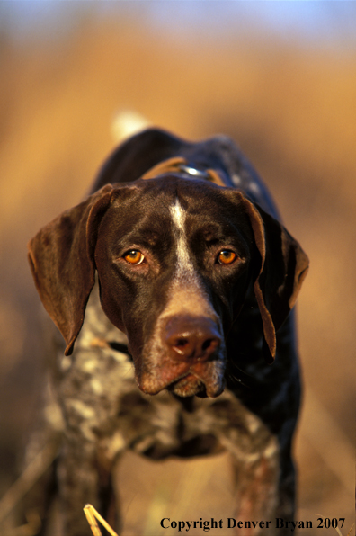 German Shorthaired Pointer.