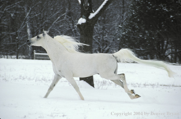 Arabian horse.