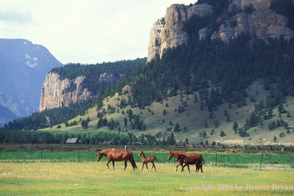Quarter horses and foals in pasture.