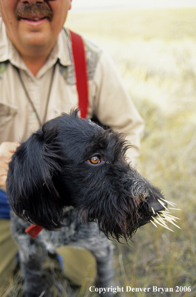 German Wirehaire Pointer with porcupine quills in nose.