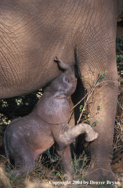 Baby African elephant in habitat.