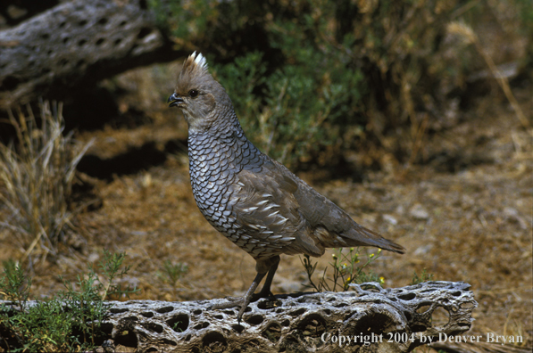 Scaled Quail.