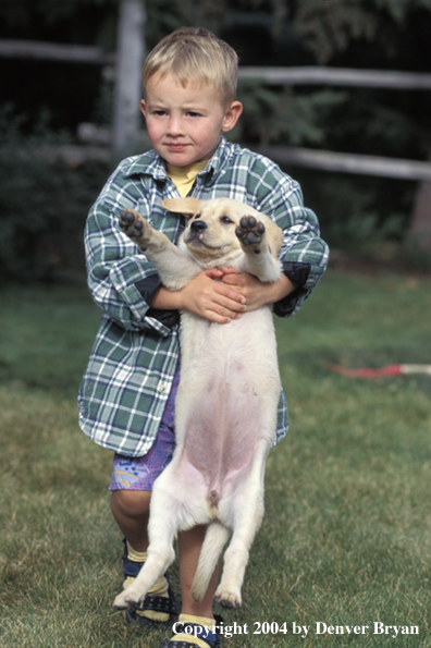 Child with yellow Labrador Retriever puppy