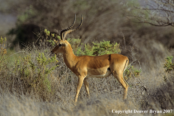 African Impala buck