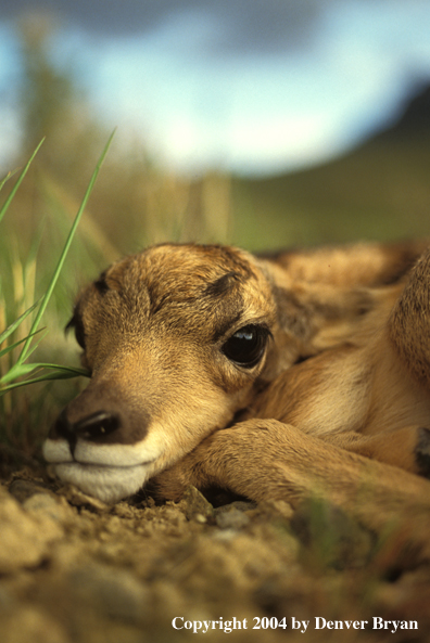 Pronghorn antelope fawn