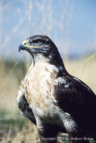 Ferruginous hawk in field.