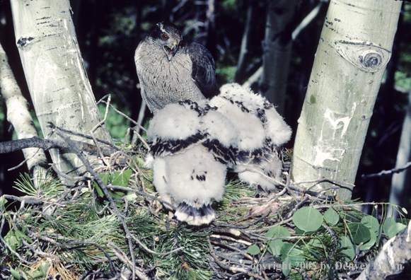 Goshawk and young in nest in aspen tree.