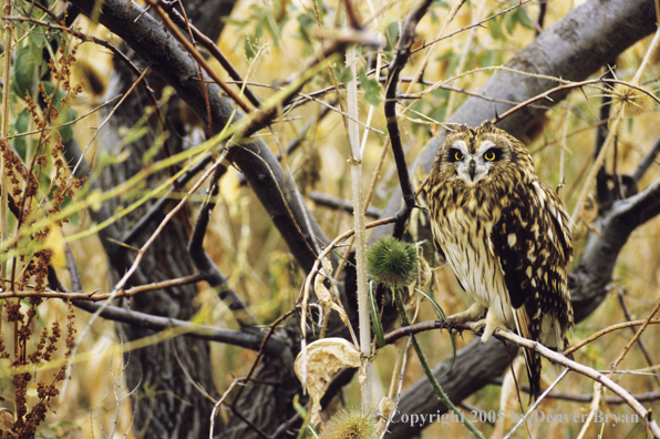 Short-eared owl perched on branch.