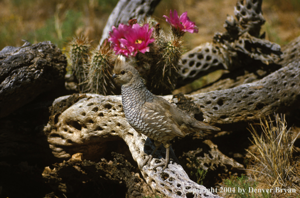 Scaled Quail.
