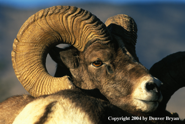 Rocky Mountain bighorn sheep in habitat (close up).