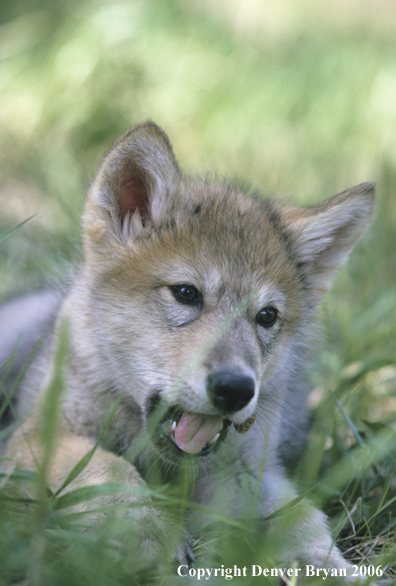 Gray wolf pup in habitat.
