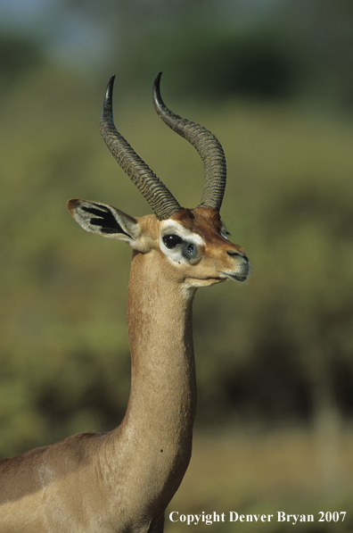 Gerenuk in habitat.