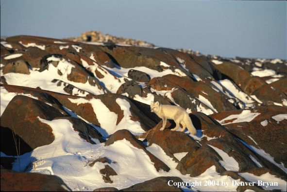 Arctic fox in habitat.