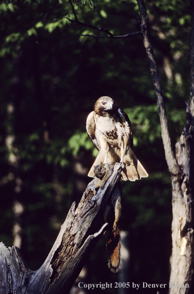 Red-tailed hawk perched on dead tree snag with fox squirrel kill.