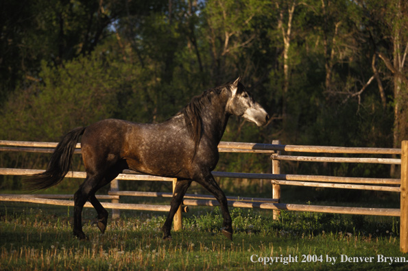 Andalusian stallion in pasture.