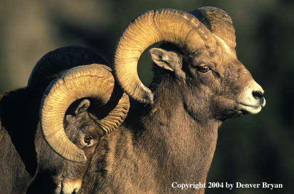 Rocky Mountain bighorn sheep in habitat.