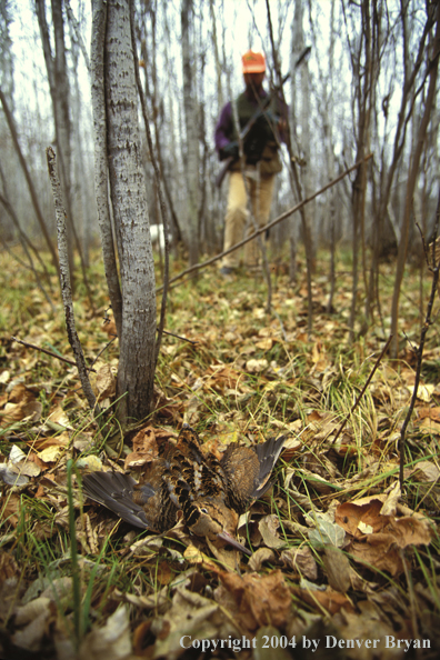 Upland bird hunter moving up on downed woodcock.