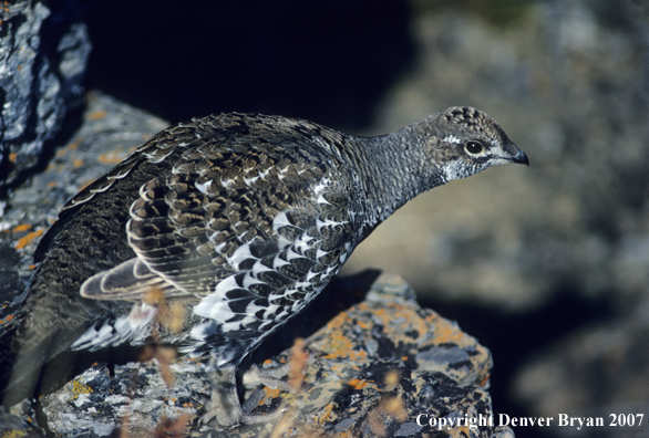 Blue grouse on rock outcropping in Glacier National Park in March.
