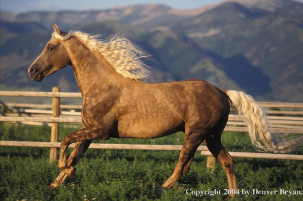 Morgan stallion in pasture.