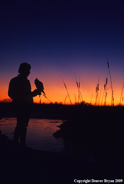 Falconer with Peregrine Falcon at Sunset