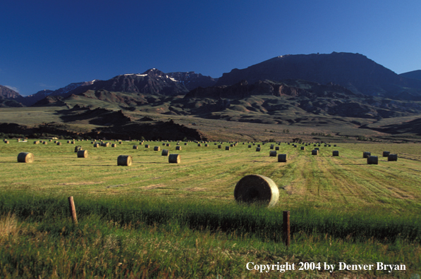 Hay bales in pasture